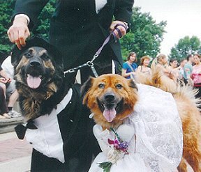 photo of two dogs in wedding attire